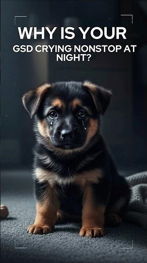German Shepherd Puppy Crying at Night? 💤🐶 Here’s the Fix!#GermanShepherd #DogTips #PuppyTraining