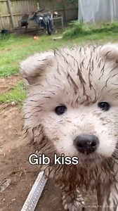 711K views · 10K reactions | With these cute little pupkins turning 2 in less than a week we are reminded at how much these guys loved getting dirty. We are big believers in letting puppies be puppies. Let them explore and have fun because they're only puppies for such a short time. There's always time for grooming and baths  | Poppet and the Wolf Pack | Facebook