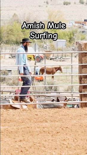 Amish Man Surfs On $50,000 Mule 😮🤯 #horse #mule #horses #amish #cowboys #equestrian