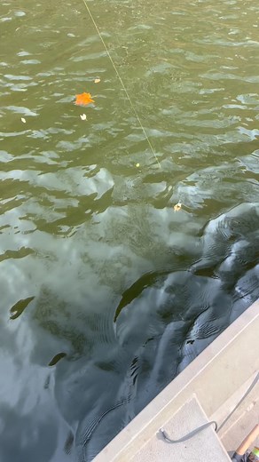 North branch Susquehanna walleye! #godisgood #allthetime #2fishguideservice #2fishdougjones #susquehannasmallmouthguide #faithfamilyfishing #catchphotorelease #susquehannasmallmouthfishing #riveroftheyear #endlessmountains #leadingedgebaits #keitechusa #daiwausa #rapalausa #simmsfishing #ivan #everybodylovesivan #paendlessmountains #discovernepa | 2Fish Guide Service