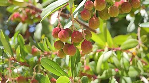 Fruits of the strawberry tree, or chorleywood (Arbutus unedo), Spain