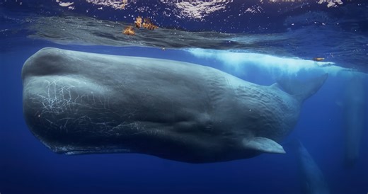 Watch what happens when deep sea creatures grow to massive sizes in total darkness