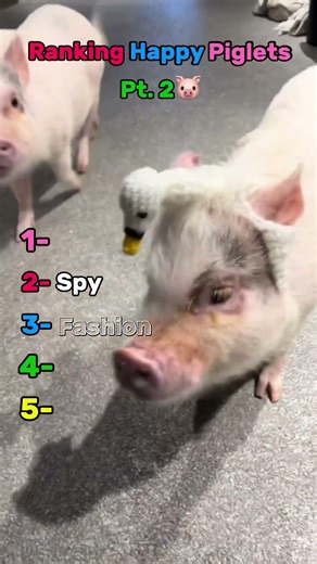 Piggy moods Part 2 ✨ Which one is you?