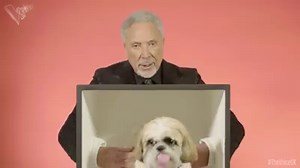72K views · 574 reactions | It’s the duo you never knew you needed, as Sir Tom Jones meets Cooper the Puppy in a truly iconic game of What’s In The Box... | The Voice UK | Facebook