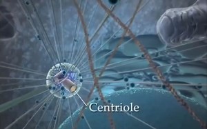 【720P中音中文字幕】The Inner Life of the Cell - 细胞中的生命进程