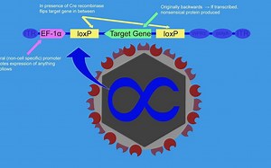 第8讲 Cre-Lox，光遗传学和大脑奖励系统 | 神经解剖学与生理学 | 双语字幕 | 医学英语