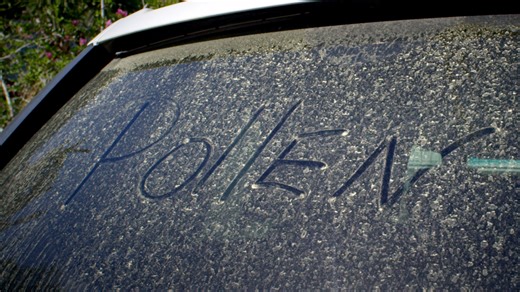 Pollen explained: The living organism behind your allergies