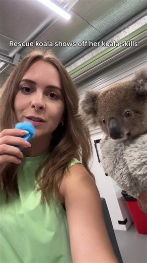 Koala Una Races Up the Tree: A Skillful Climb