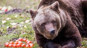 Alles Gute zum Vierzigsten, Olga!
