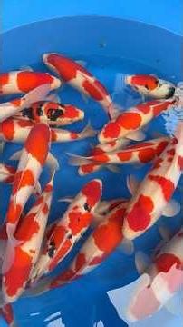 【Insane Prices!!】Limited Sale of Premium 2-Year-Old Sakai Koi‼️ Limited Sale on June 28th @Narita...