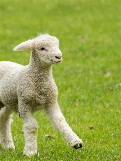 Lambchop debut-versary practice! Karaoke joint won't know what hit them #lambchoppuppet