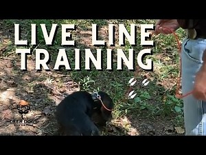 Train Your Dog to Track Deer Like a Professional Hunter!