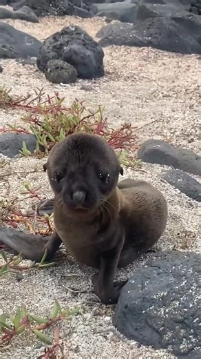 138K views · 2.3K reactions | Why These Baby Animals Barely Survive #facts #animalfacts #wildlife | FactPaw | Facebook