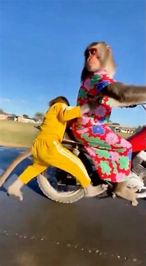 Two Monkeys Ride a Motorcycle in a Wobbly, Funny Way