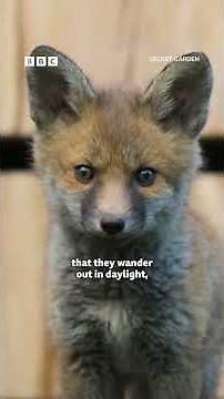 A family of foxes have made themselves at home - BBC