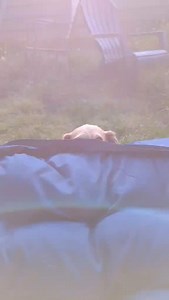 3.2K views · 135 reactions | Has there ever been a cuter pup than Cookie? Maybe not- it’s no secret we’re obsessed with this senior girl. She had her dental, has lost almost a pound and is ready for her forever home. We’re reaching out to folks today and tomorrow to set up interviews and meet and greets. Get excited Cookie, your new home is just around the corner! | Portland Dachshund Rescue, Inc. | Facebook