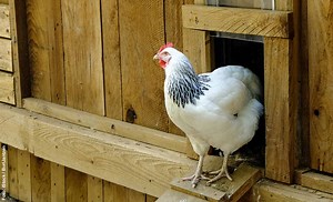 Hühnerstall selber bauen