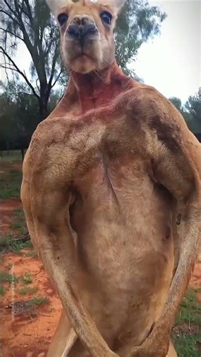 Kangaroo the bodybuilder of the wild#skull #edit #short#bodybuilder