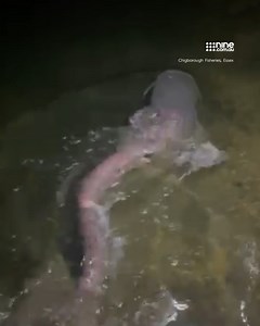 68K views · 202 reactions | Bizarre footage shows the moment a fisherman releases a record-breaking catch - it is believed to be the biggest freshwater fish ever caught on a rod in the United Kingdom.  FULL STORY ➡ https://nine.social/GcT | Nine.com.au | Facebook
