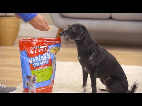 Alpo Dog Food | Chewy