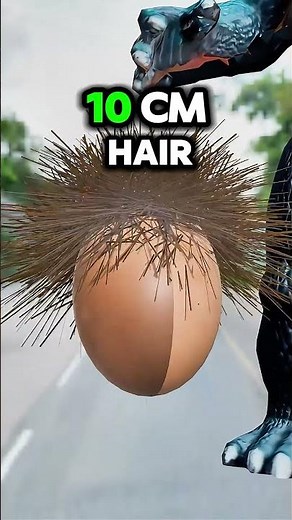 IShowSpeed BALD then FULL HAIR Days Later?! 🤯 WHAT is Happening?! See His SHOCKING Hair Changes! 🤔