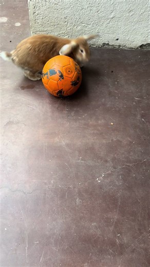 Adorable Bunny Soccer Fan Highlights