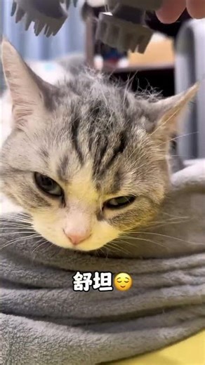 【小松鼠普洱】让我搅拌一下你的脑袋！