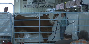 Marathon County Market Show and Sale at Wisconsin Valley Fair auctions off livestock