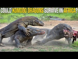 Could Komodo Dragons Survive In Africa?