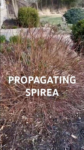 How to Propagate Spirea | Propagation by Layering | How to get Plants for Free #propagation