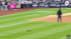 Squirrel lives out a baseball dream, entertains the crowd at Yankee Stadium