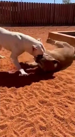 Dogo Argentino vs. Puma: The Ultimate Power Clash! 😱