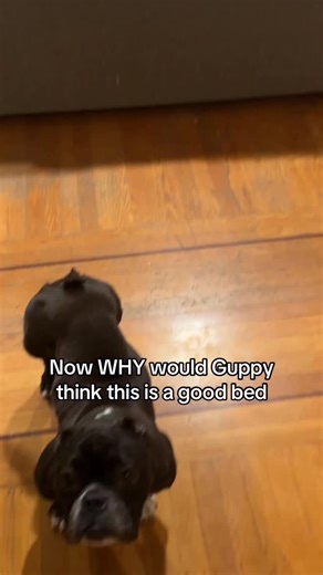 ☀️ Live Like Piggie on Instagram: "Once a junkyard dog, always a junkyard dog."