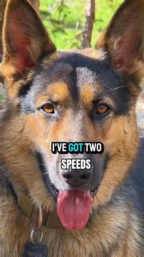 I've got two speeds.⚡️ #germanshepherd #shorts