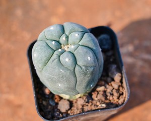 Echeveria Perle Von Nurnberg, Rare Succulent and Best Gift - Etsy