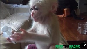 338 reactions · 82 shares | CHECK OUT our ridiculously cute new Laos rescue! She's an orphaned BEAR MACAQUE (or stump-tailed macaque), a species VULNERABLE TO EXTINCTION. Please HELP US build her & Floppy the WILDLIFE HOSPITAL they need - we're 90% funded, only 10% to go...https://free-the-bears-fund-inc.giveeasy.org/floppy-feet THANK YOU FOR YOUR SUPPORT - WE COULDN'T DO IT WITHOUT YOU Music: Bensound | Free the Bears | Facebook
