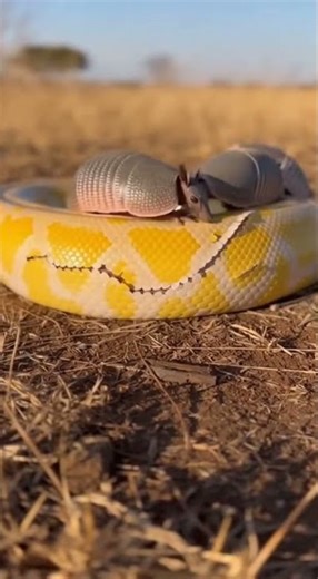 Scales of yellow python was removed by teamed watch this rare reptile shed