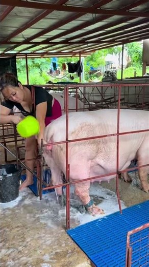 Are You Feeding Pigs Wrong? Top 5 Mistakes #PigFeed #LivestockCare #FarmingLife