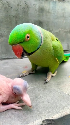 Talking parrot video # Indian Ringneck parrot video #nonstoptalkingparrot #talkingparrot #viralvideo