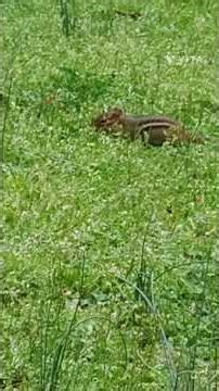 “Caught a Chipmunk Digging in the Yard!”#chipmunk #wildlife #nature #backyardwildlife #viralshorts