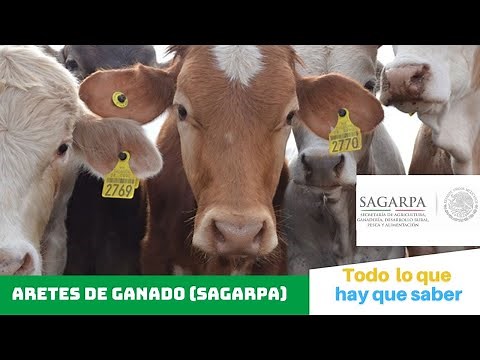 EVERYTHING YOU NEED TO KNOW! | Livestock ear tags from the Mexican Ministry of Agriculture🐮🟡🇲🇽