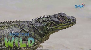 AGRESIBONG IBID, MAY SUGAT PALA SA BUNTOT?! Habang naglalakad si Doc Nielsen Donato sa paligid ng Aguinid falls, napansin niya ang isang agresibong ibid na may sugat sa buntot. Panoorin ang video. | Born to Be Wild | GMA Public Affairs