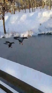ICE SKATING DUCKS - These ducks seemed a bit confused to find themselves slipping and sliding after landing on this frozen pond in Marion. (Thanks for sending this in, Clark Levy!) | WPDE ABC15