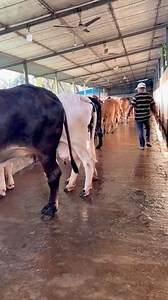 Amazing cows factory #amazingvideo #reelsfypシ #cows #videoviral #cowboy | Biggest Bulls Of Bangladesh