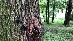 464K views · 603 reactions | The abundance of natural forest in Tochigi Prefecture makes for a bug hunters wonderland! The two biggest favourites are the Japanese rhinoceros beetle and the stag beetle, and they are usually found in wooded areas with a lot of oak trees. We think these rhino beetles might prove a challenge to catch! | SAVOR JAPAN ーExplore Regional Flavorsー | Facebook