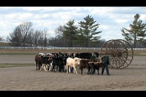 Way back in 2011, a group of New England Drovers took their oxen to the Kentucky Horse Park for a two-day demonstration. Here they are hooking all 8 of their teams to a 10-foot diameter big wheel from Indiana - used to haul very large logs. | Rural Heritage Magazine