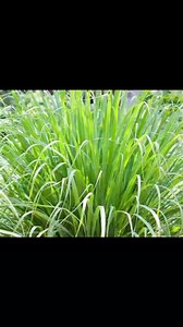 4.2K views · 53 reactions | 10benefits of lemongrass https://www.repampgh.com/lemon-grass-cymbopogon-citratus/ | Jonathan Chu Attia | Facebook