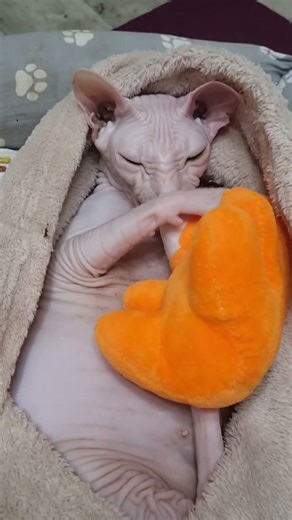 Adorable Sphynx Cat Falls Asleep in a Cozy Hug with Favorite Toy #cat #suncats #sphynx #animals