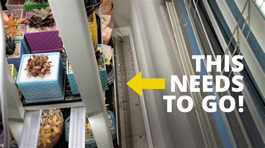 Transforming My Cluttered Office Plant Stand