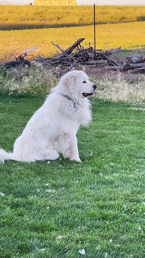 Can a Great Pyrenees be a herding dog?! #greatpyrenees #lgd #workingdog #herdingdog